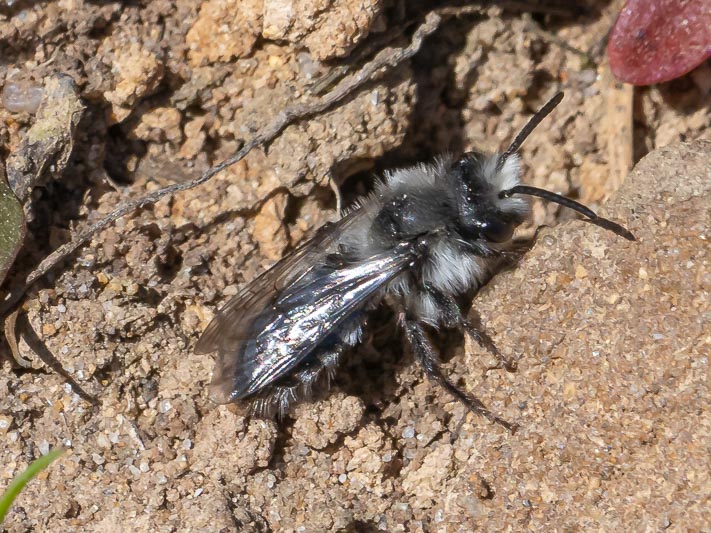 Andrena cineraria.jpg